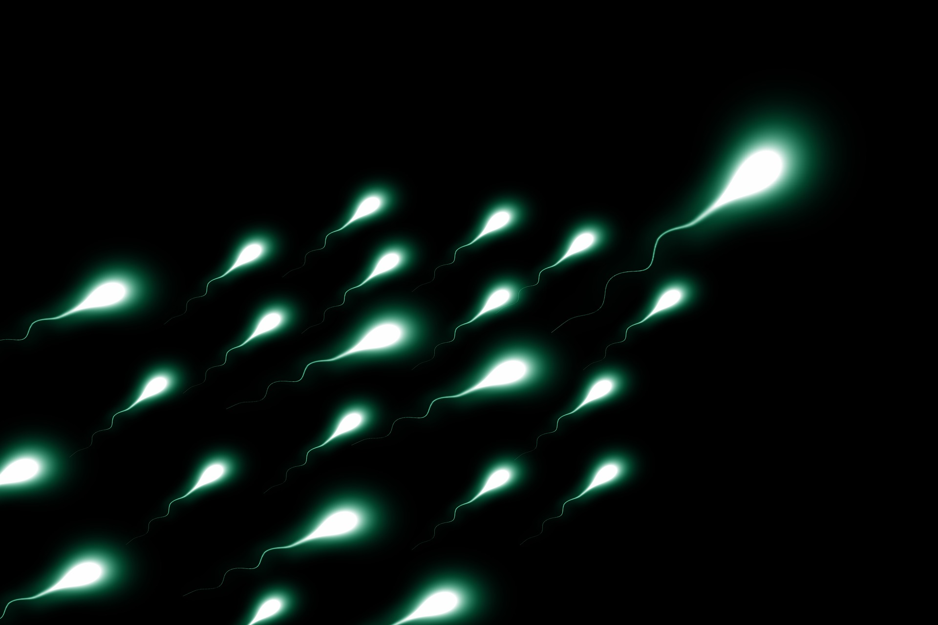 how long sperm lives is known as the sperm lifecycle 