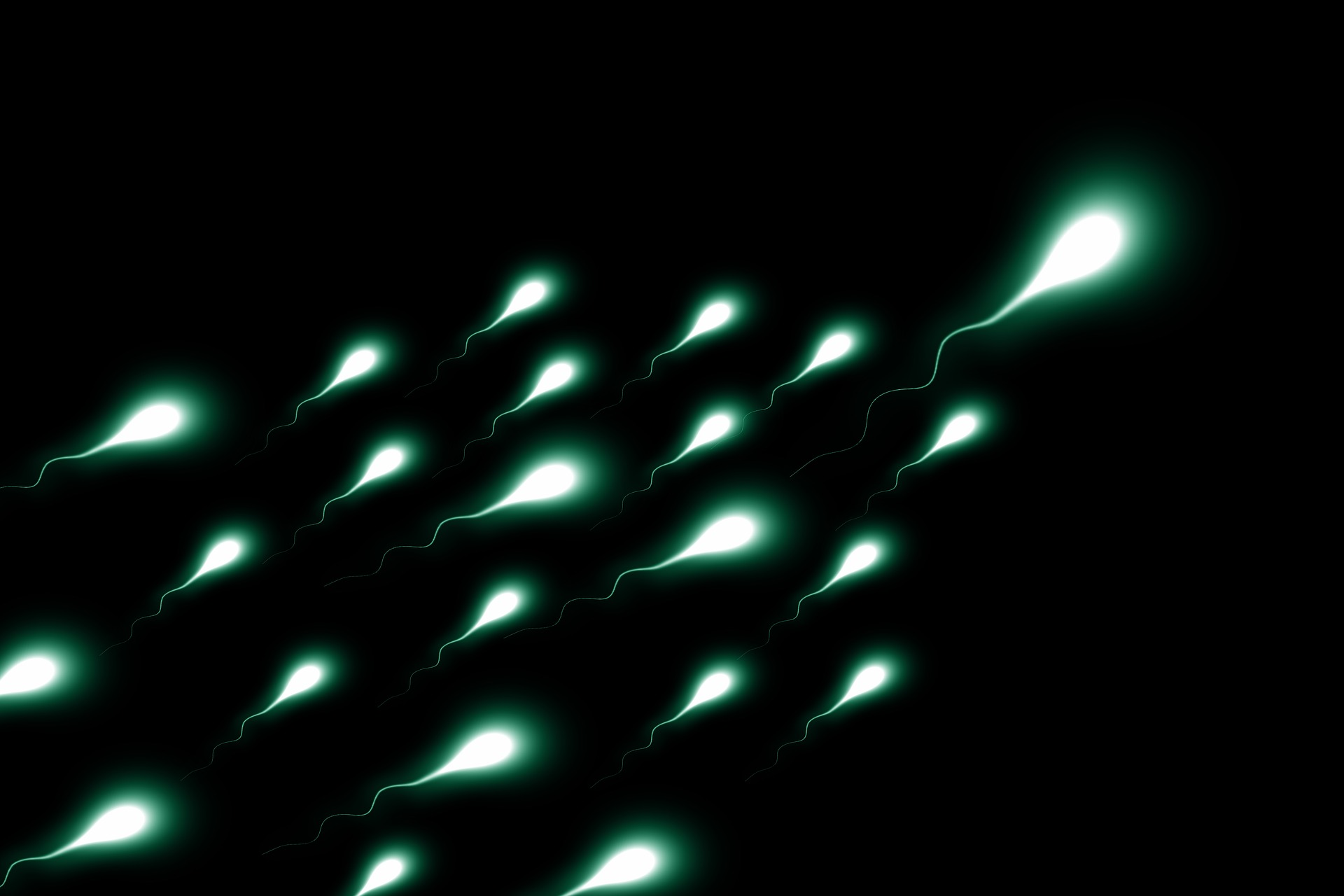 Combien de temps Sperm Lives est connu sous le nom de cycle de vie du sperme 