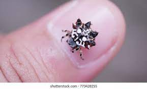 995 Spiny Orb Weaver Images, Stock Photos & Vectors | Shutterstock