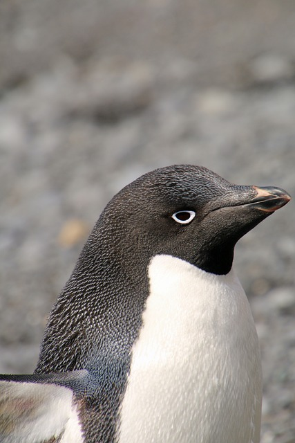 antarctica, antarctic peninsula, brown bluff