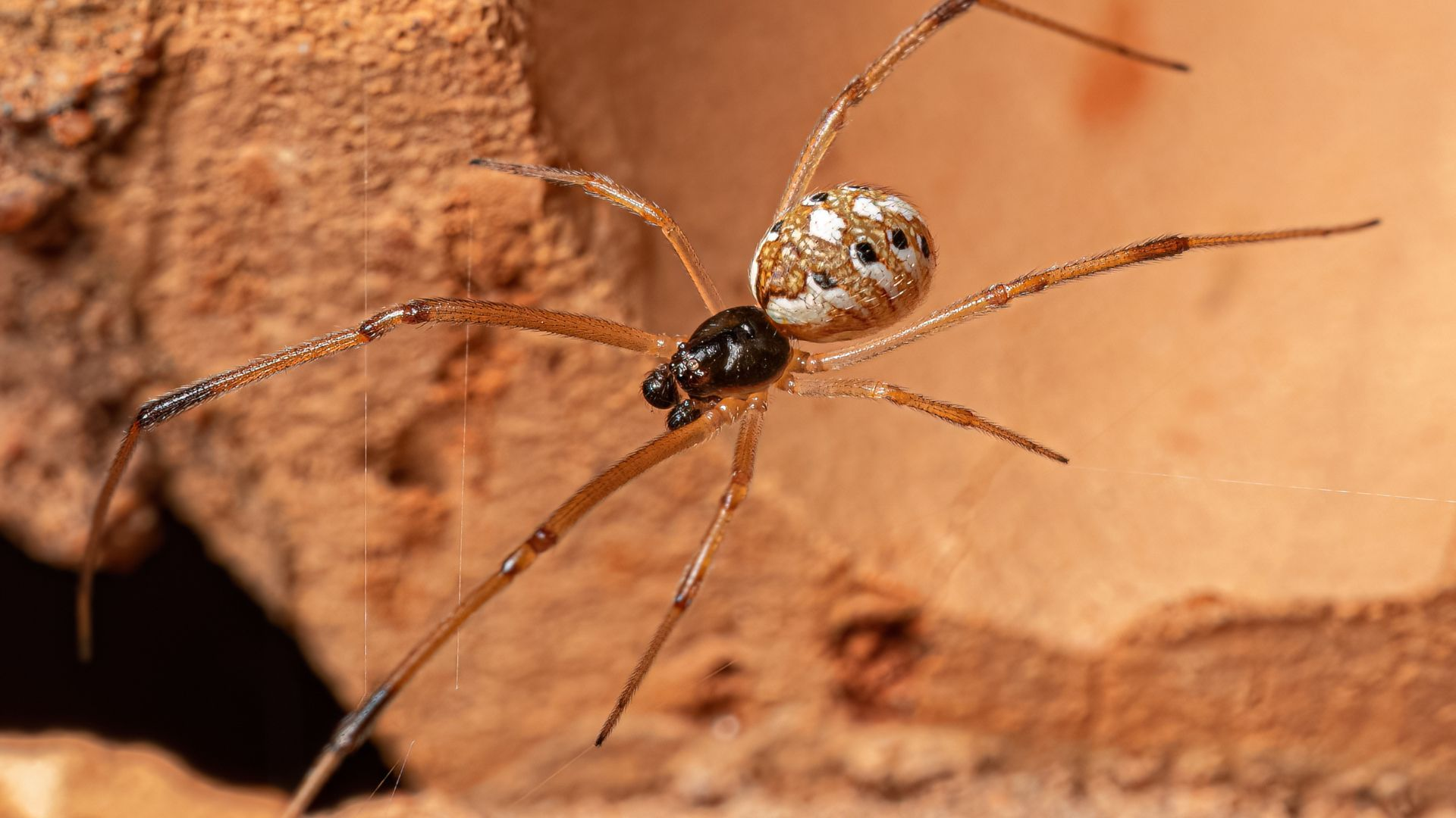 An image of a male black widow spider on a brown background.