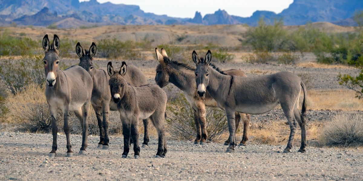 interesting animals in south dakota