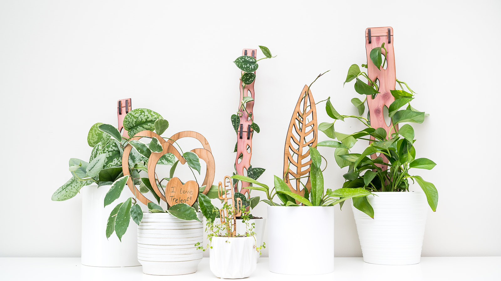 An imagine of an assortment of plants on different wooden support trellises by Treleaf