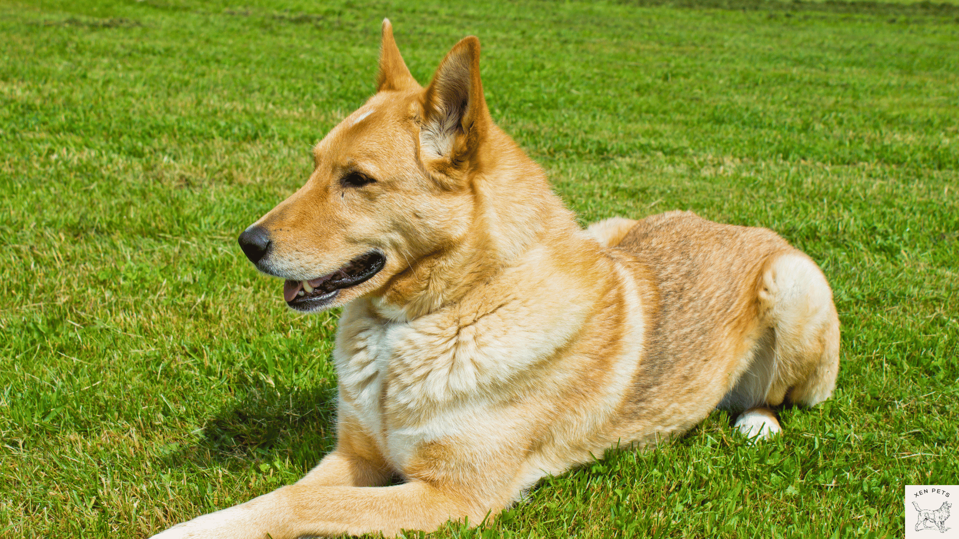 dog laying down in the grass