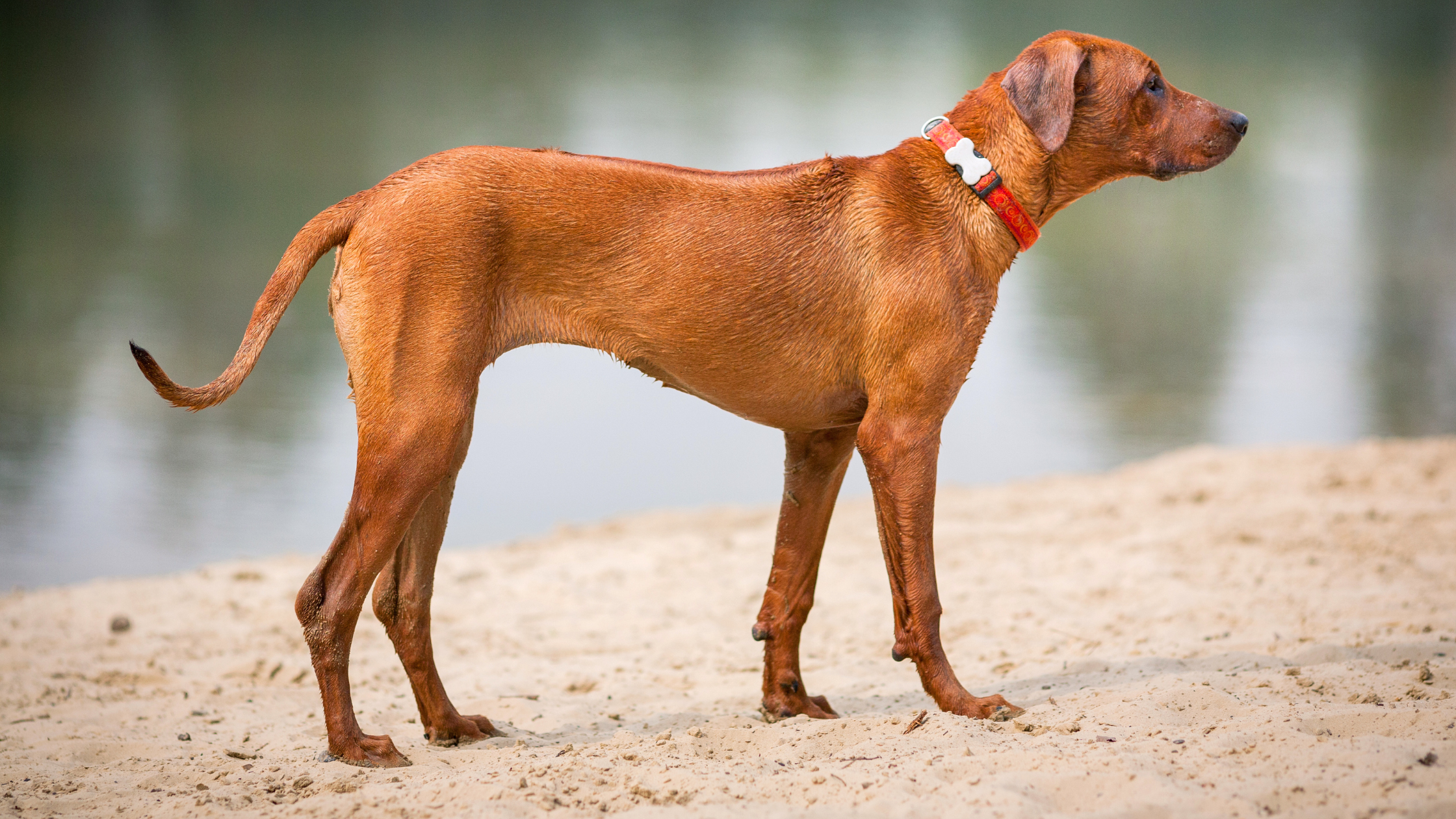 A Ridgeback standing by a lake