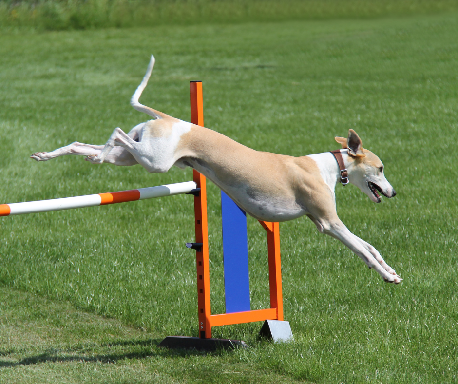 A Whippet dog on an agility course