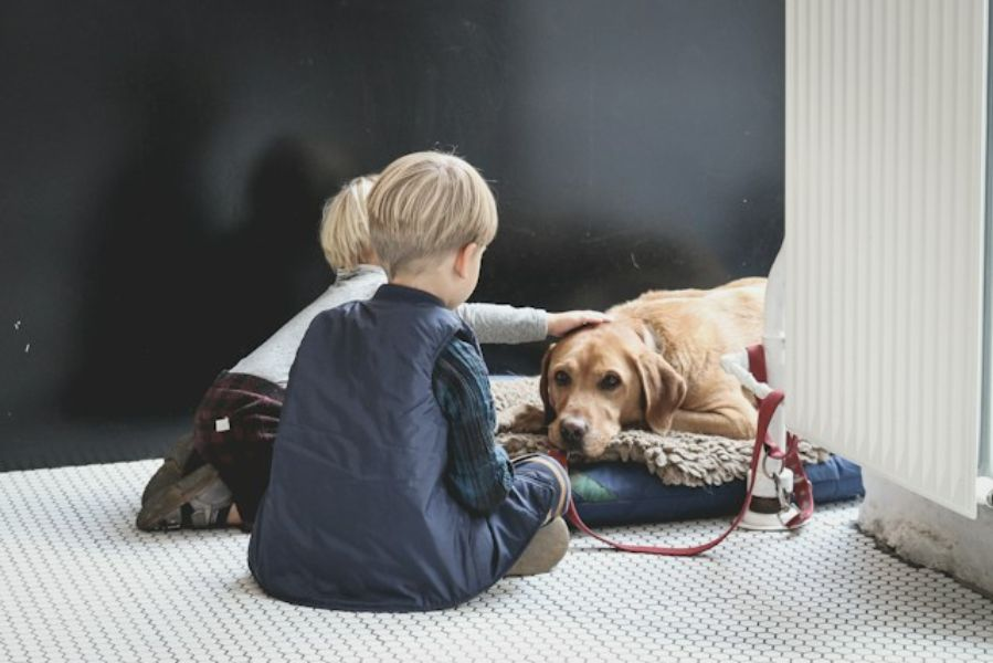 Golden Retriever On A Bed With Kids