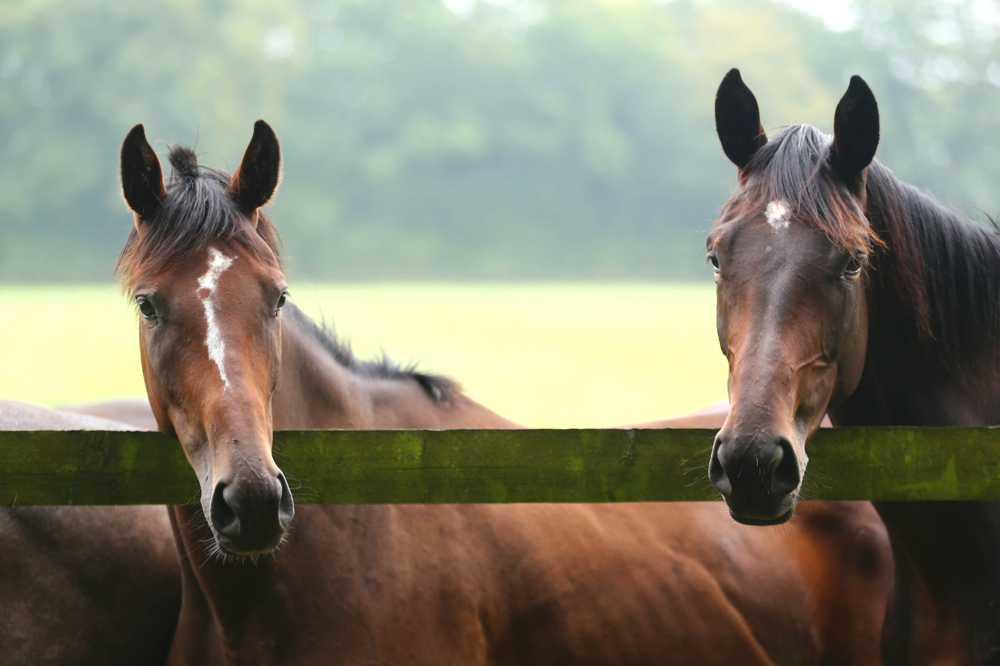 Le bts acse alternance peut permettre de devenir responsable d'élevage et assurer par exemple le bon fonctionnement et la gestion d'un élevage de chevaux de courses.