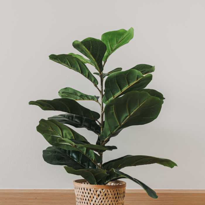 Fiddle-Leaf Fig with large, wavy leaves