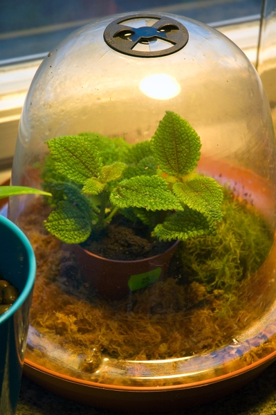 best small terrarium plants, potting soil, sphagnum moss