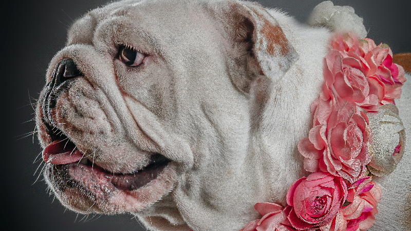 English best sale bulldog allergies