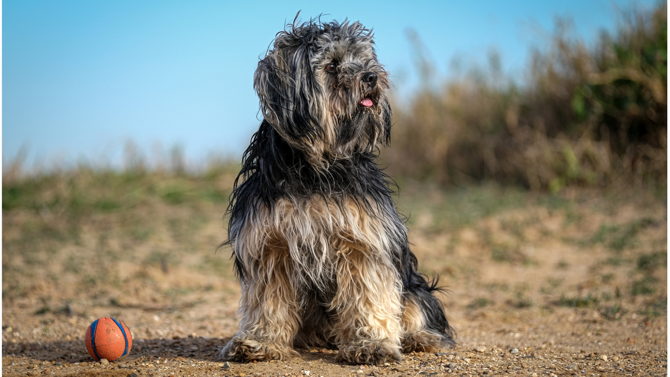 A Bolonka Dog sitting next to a ball on a sandy trail