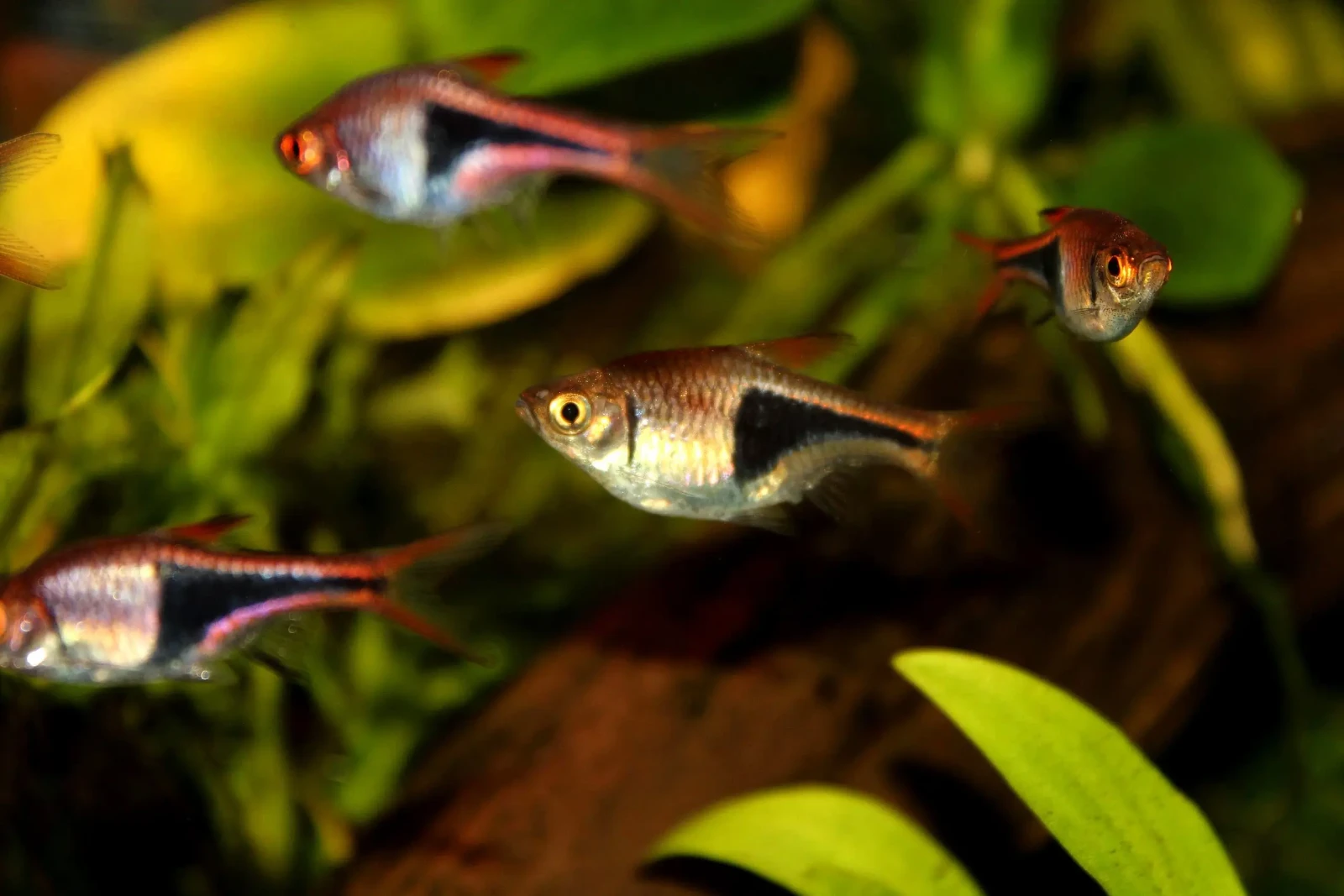 Right temperature is essential for the health of your fish