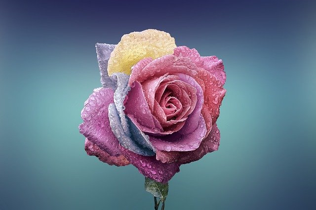 rose éternelle