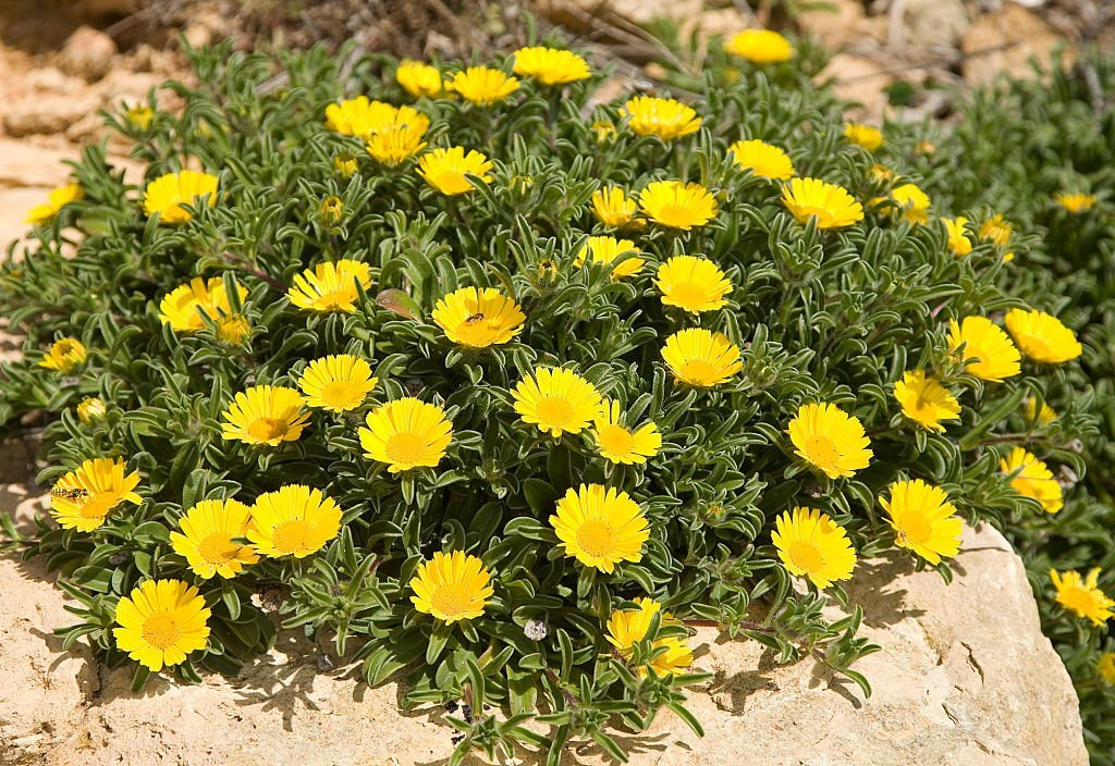 Canary Island Daisy