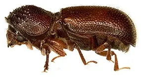 A close-up, side-view image of a Bostrichidae insect.