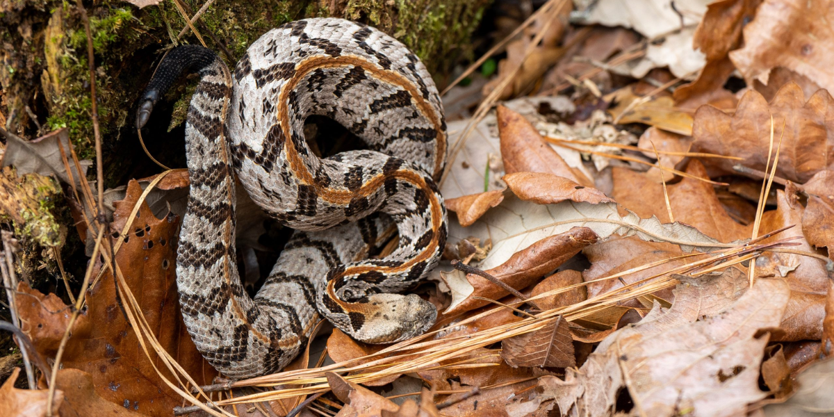 interesting animals in new jersey