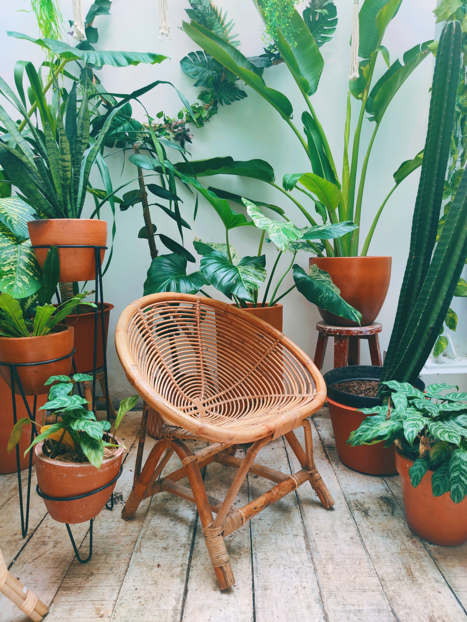 Balcony plants ensure cosiness and liveliness