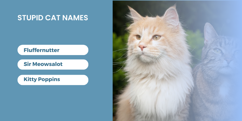 Stupid-Cat-Names