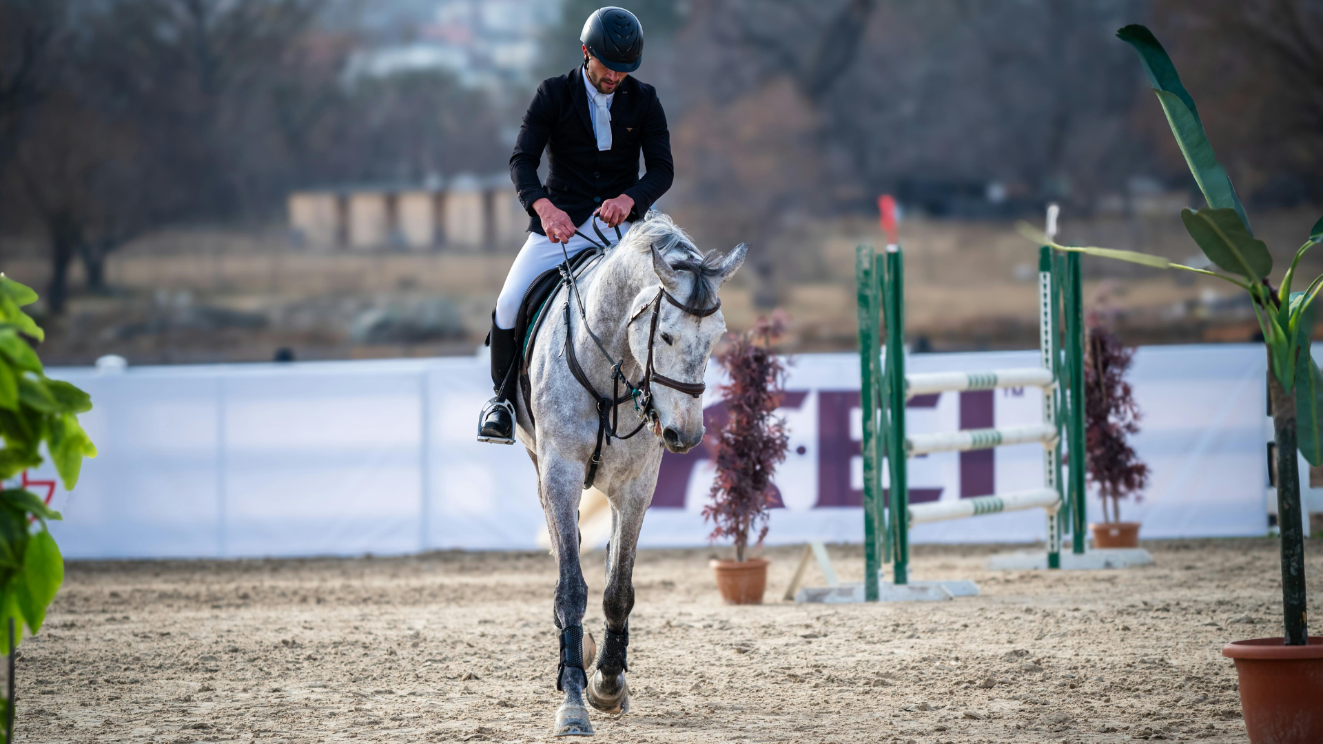 Pferd, Tiere, Arten, Euqiden,