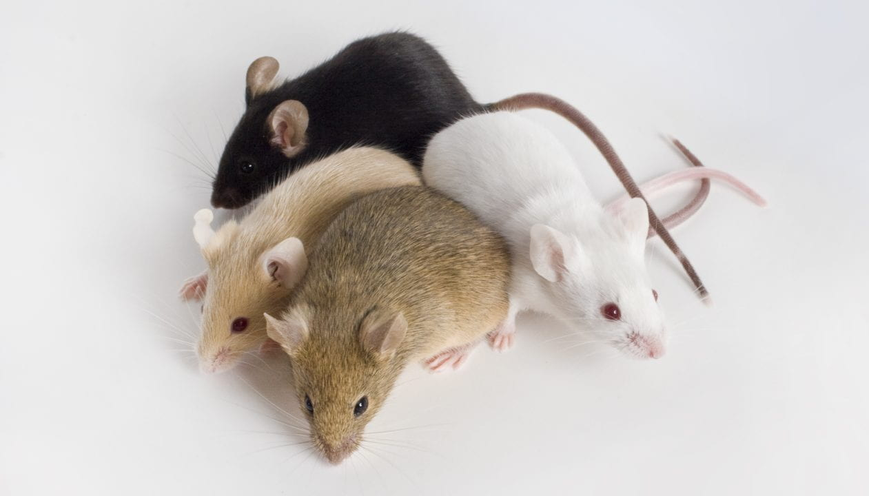 The Anatomy Of Mice A Comprehensive Look