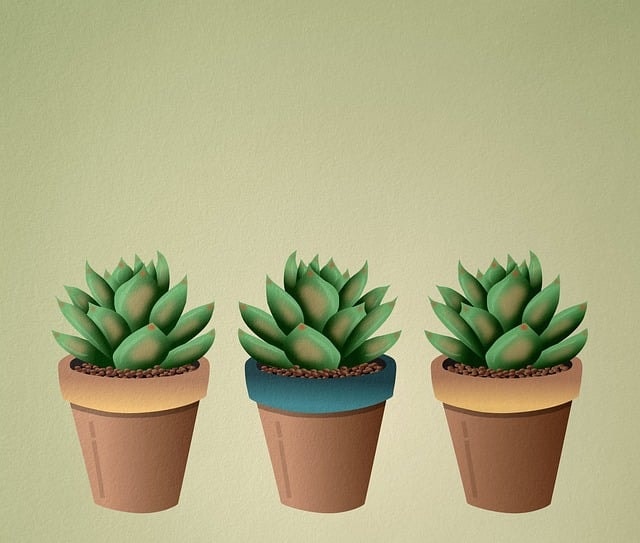 succulent, plant, pot