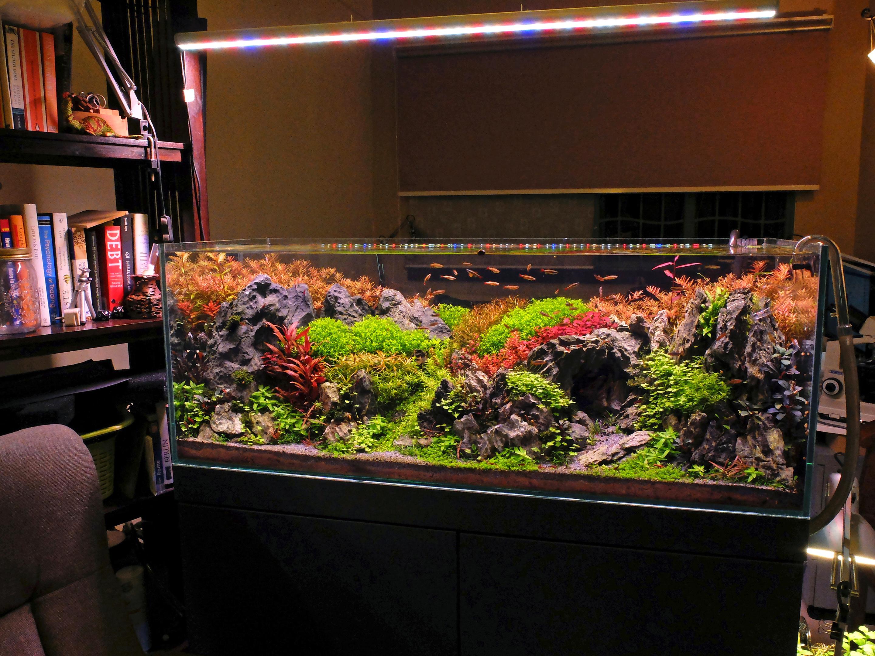 Aquarium lit by LED rated 3600K