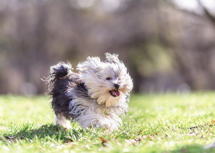 A picture of a Yorkie-Maltese mix.
