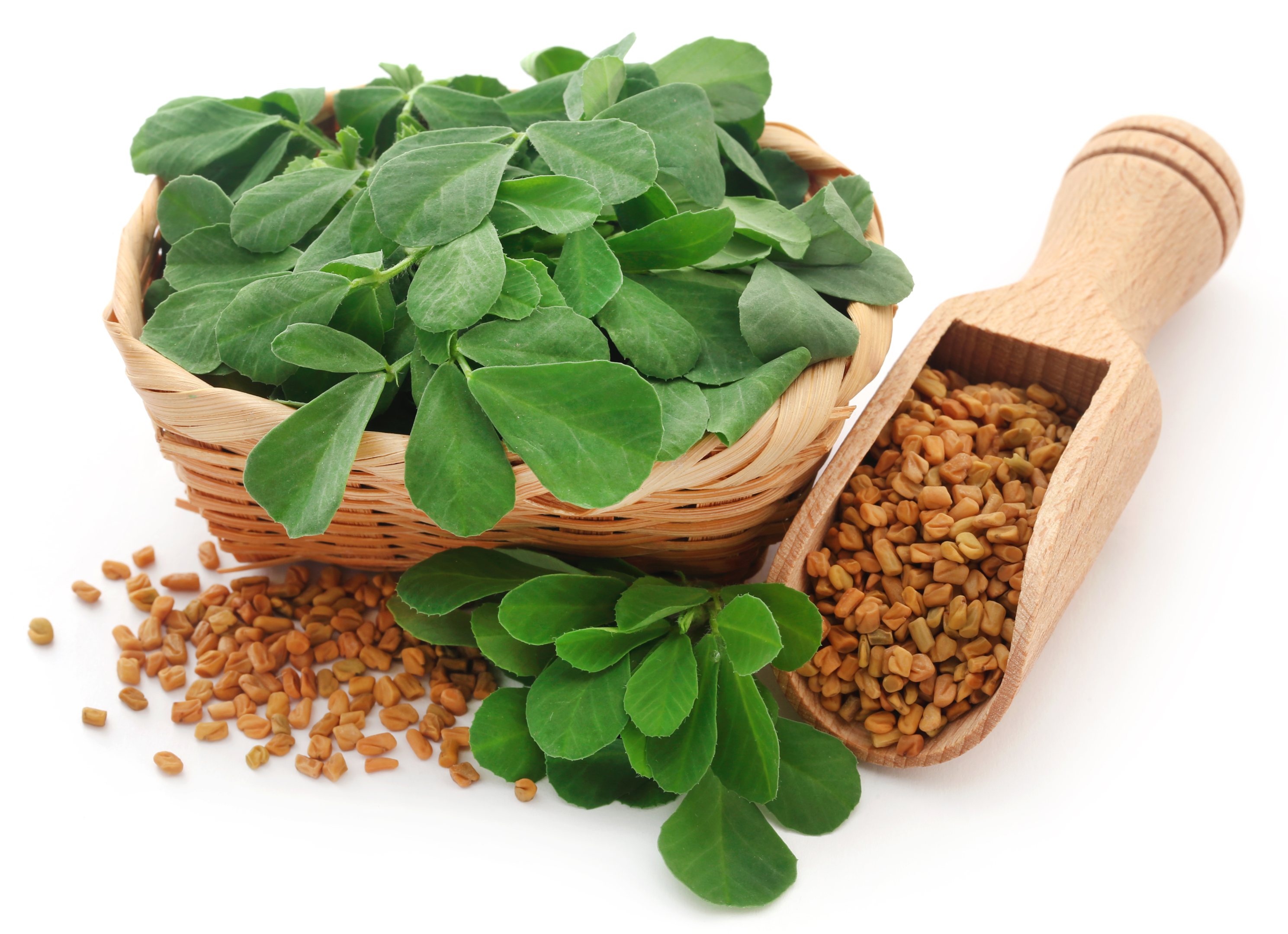 testosterone levels and testosterone production can be affected with fenugreek supplements