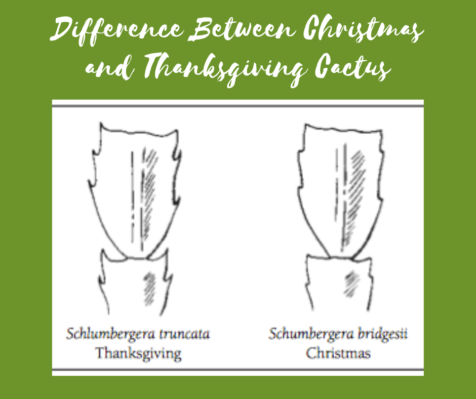 Difference Between Christmas and Thanksgiving Cactus