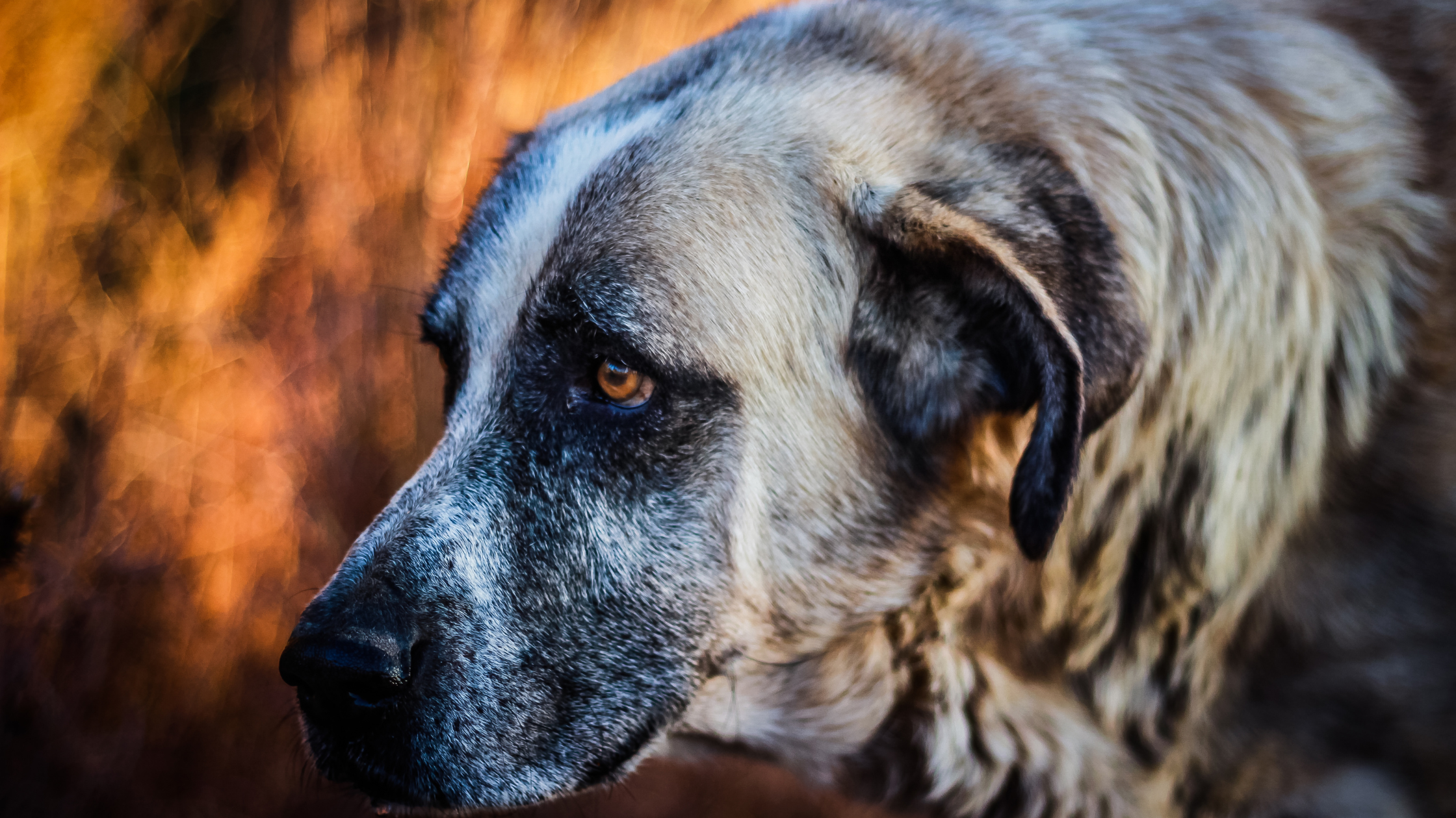 An Alentejo dog with a concerned look on his face