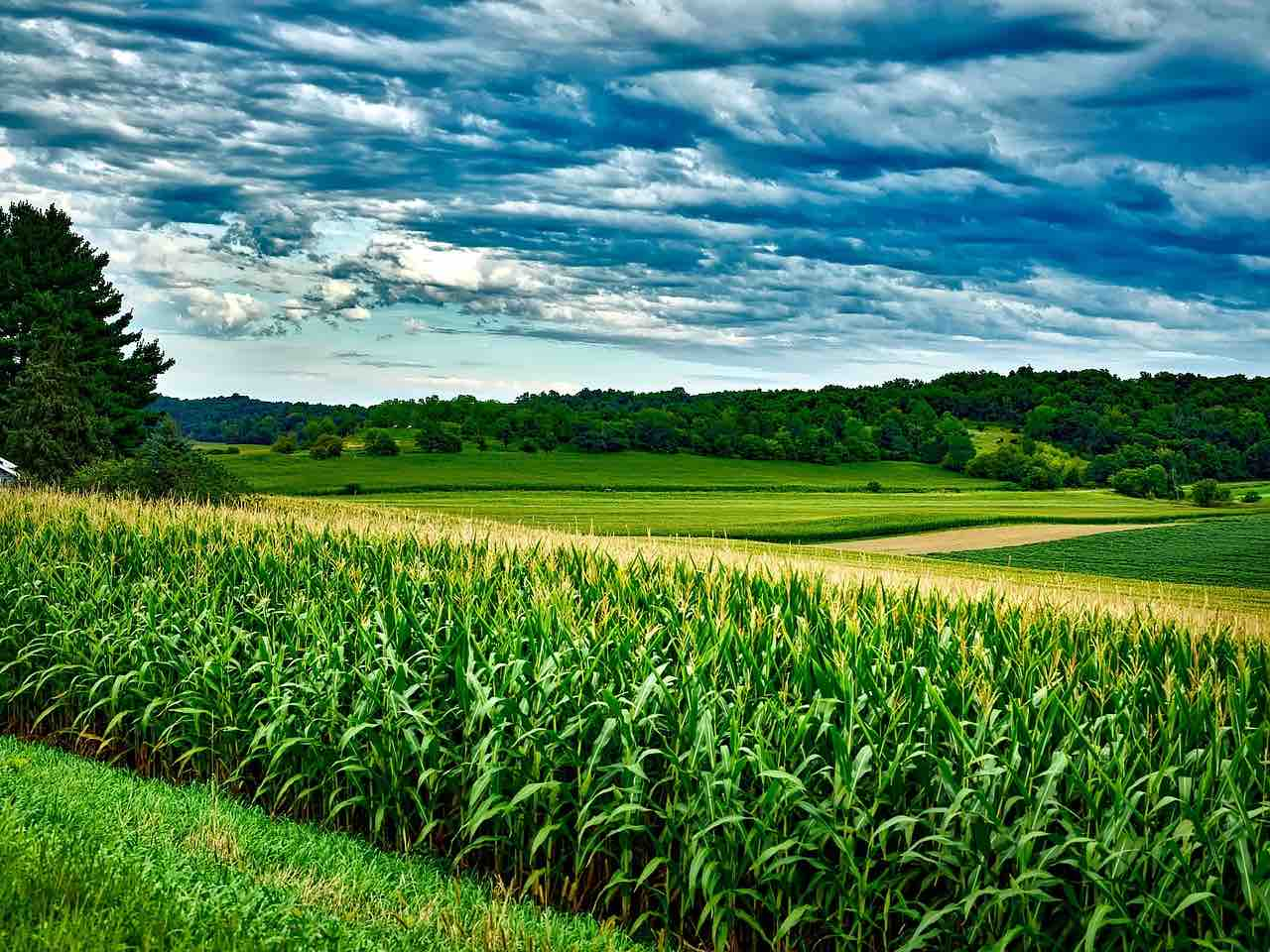 Field of corn representing sustainable sourcing for Townes Vodka