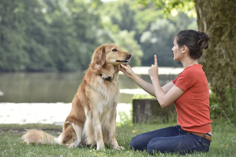 Training Older Dogs