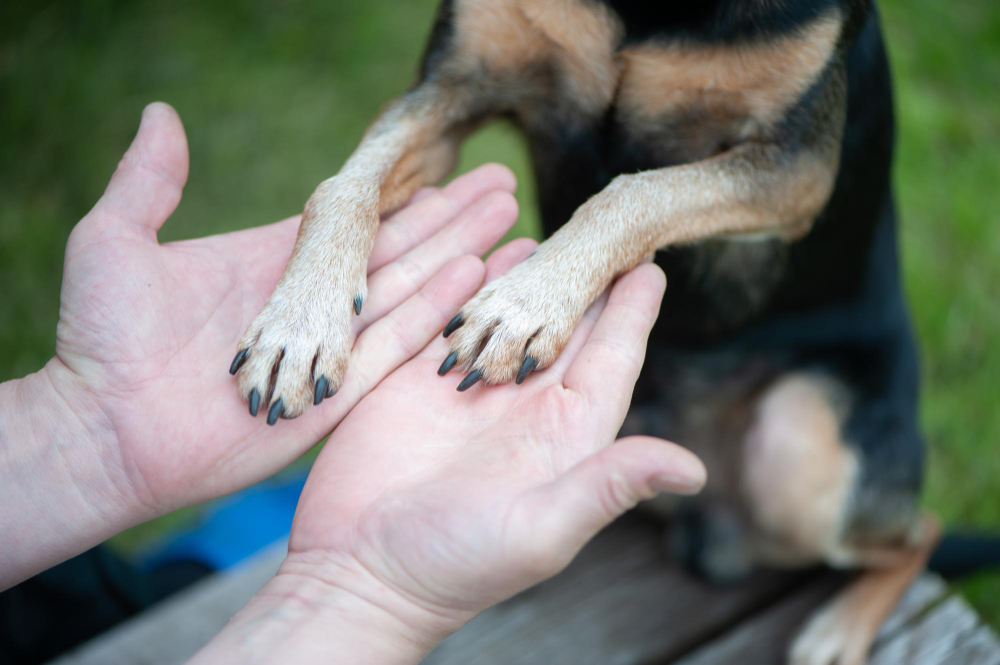 Why Are My Dogs Nails Splitting: 6 Reasons You Should Know – RexiPets