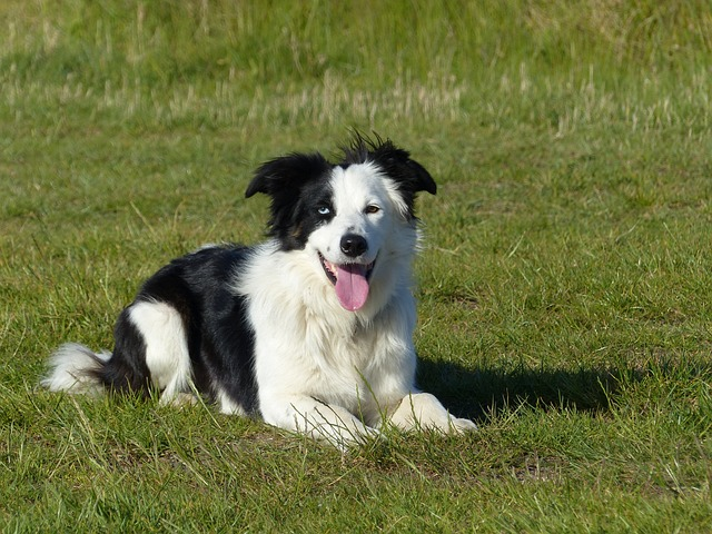 dog, border collie, collie