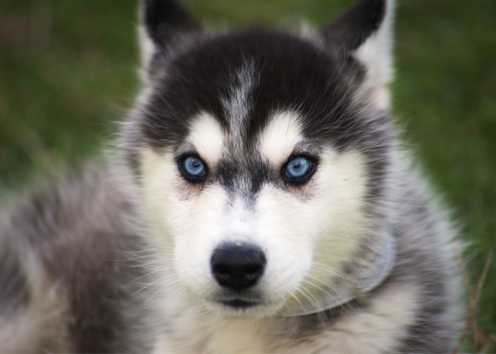 A healthy puppy with a shiny coat and bright eyes