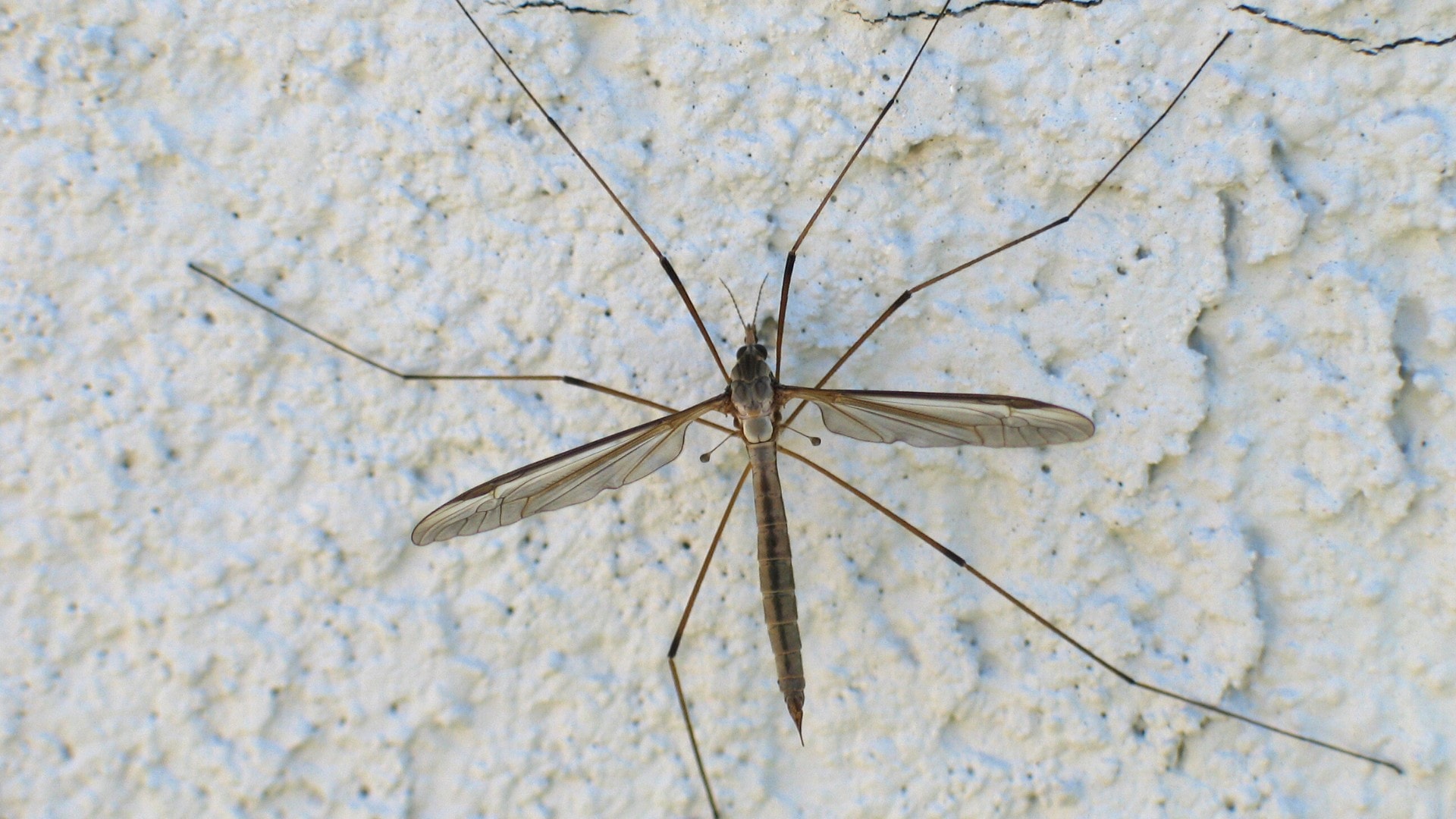 A crane fly on a whie background.