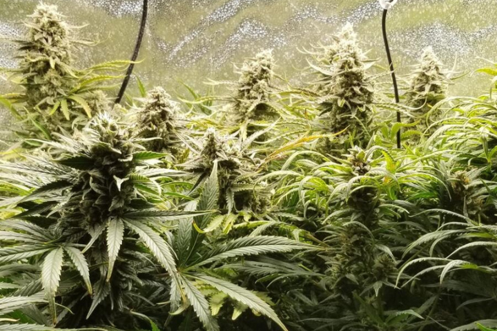 Northern Lights Auto by Seedsman