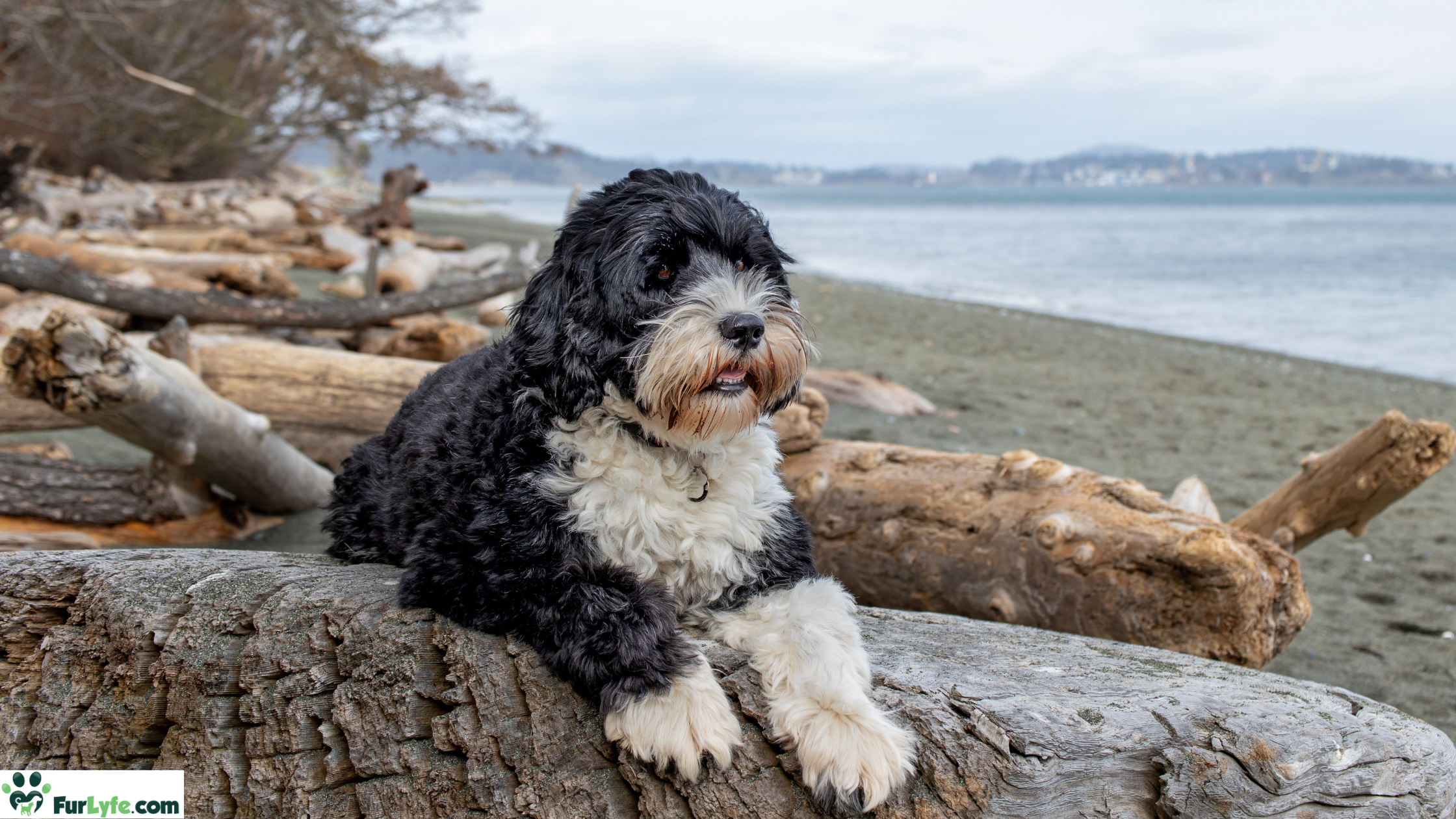 A Portie laying on a log displaying its webbed paws and broad muzzle