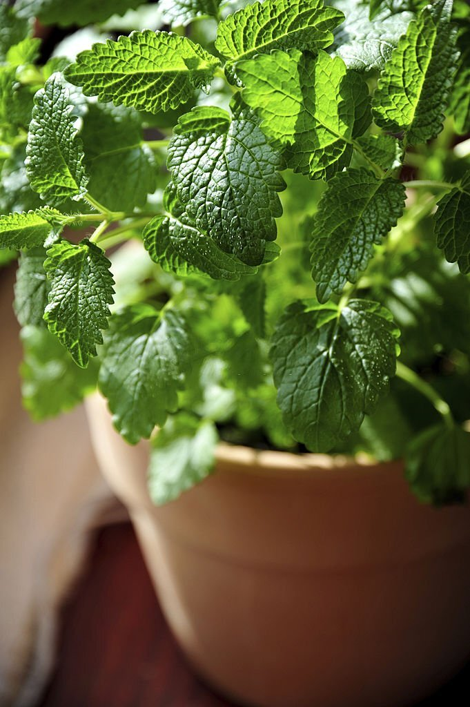 Lemon Balm