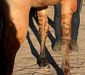 Tiger or zebre stripes on a dun horse's legs