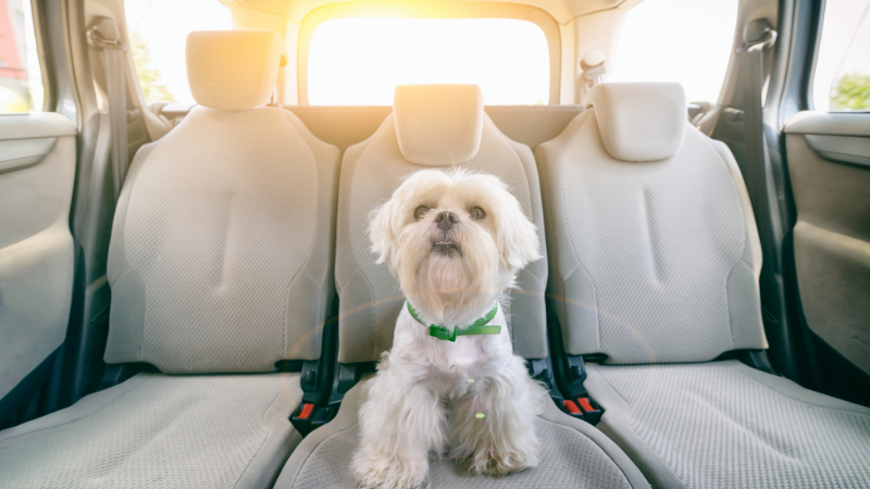 76e888a6 358a 4e5c bbb4 81f056d4588b Dog Peed in Car: How To Deal with Unfortunate Accidents