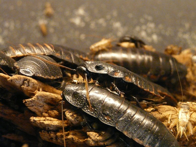Death's Head Cockroach