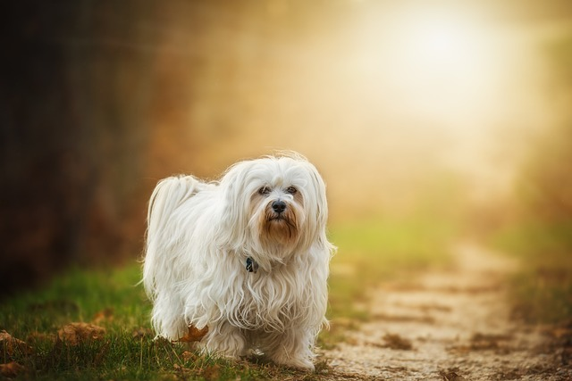 dog, flare, havanese