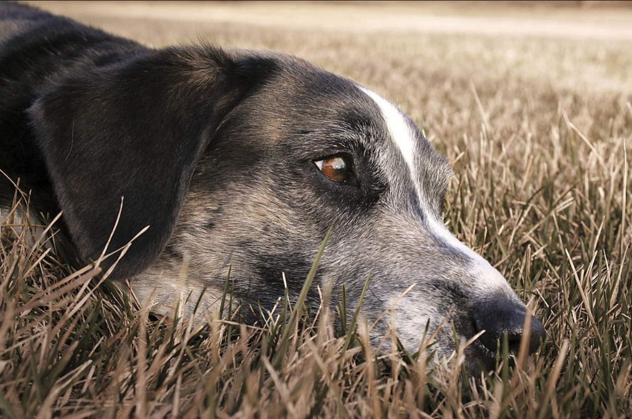 border collie black lab mix