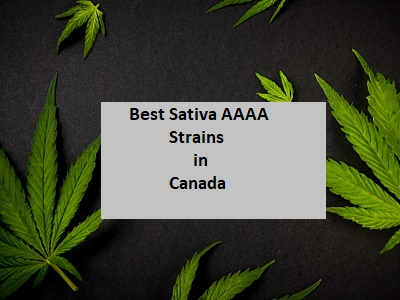 Best AAAA Sativa strains 