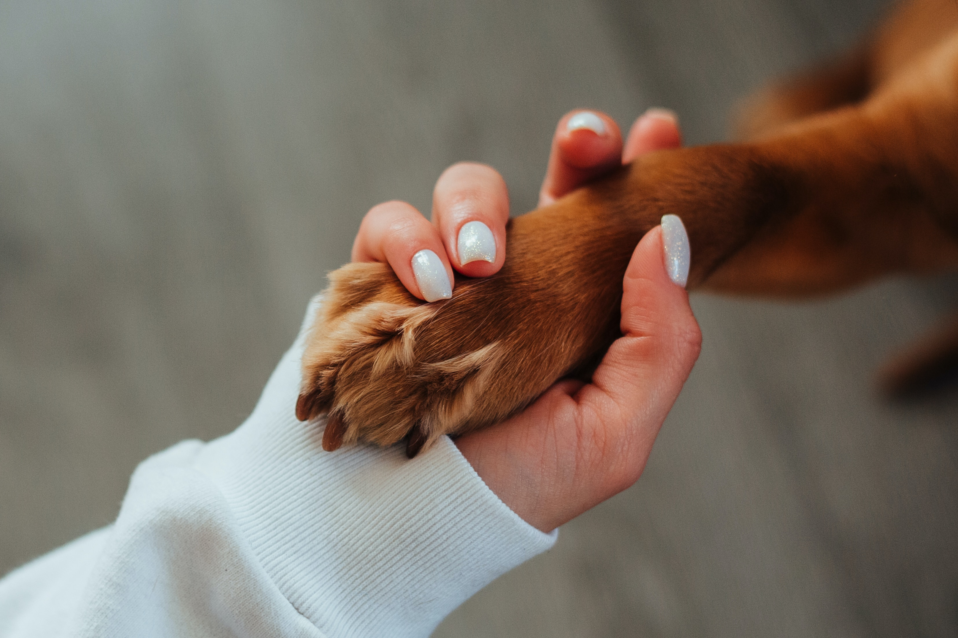 Person holding dogs paw 