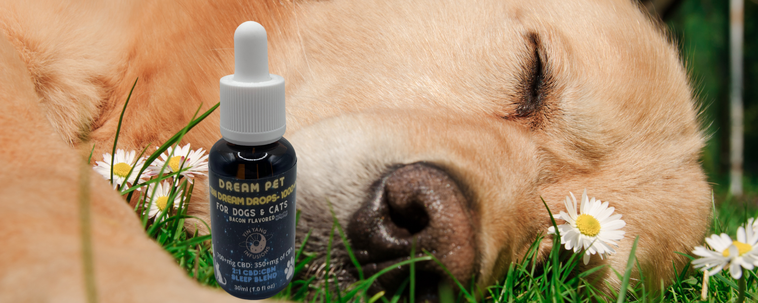This little guy has been feeling much more comfortable since using our CBN hemp oil tincture!