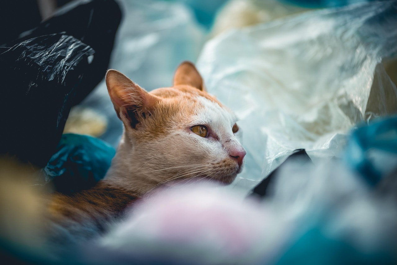Plastic bags and pollution