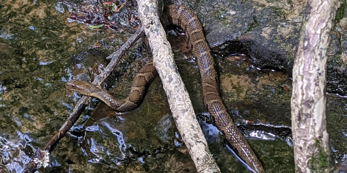 common dangerous animals in washington state